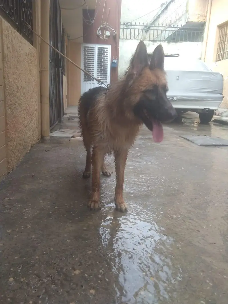 German Shepherd Breeder Female | Adult Gsd Female | Gsd Female | — photo 2