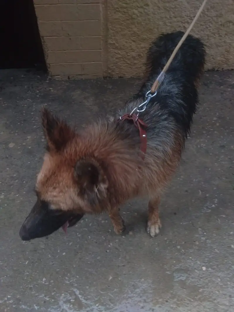 German Shepherd Breeder Female | Adult Gsd Female | Gsd Female | — photo 3