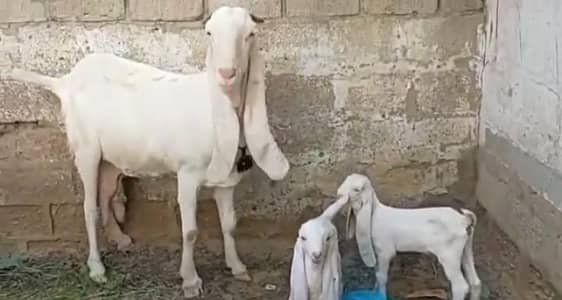 Gulabi Bakri Our 3 Bacchon Ka Sath Urgent for sale/ 03265448901