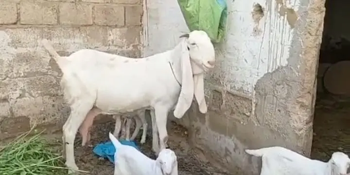 Gulabi Bakri Our 3 Bacchon Ka Sath Urgent for sale/ 03265448901 — photo 2