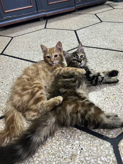 Kittens pair for sale