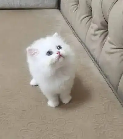 Persian kitten — photo 2