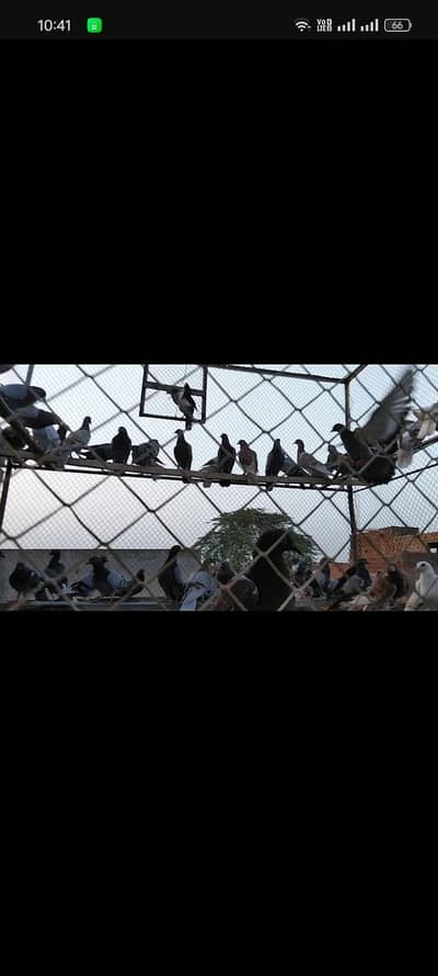 Qasid pigeon for sale 25pairs