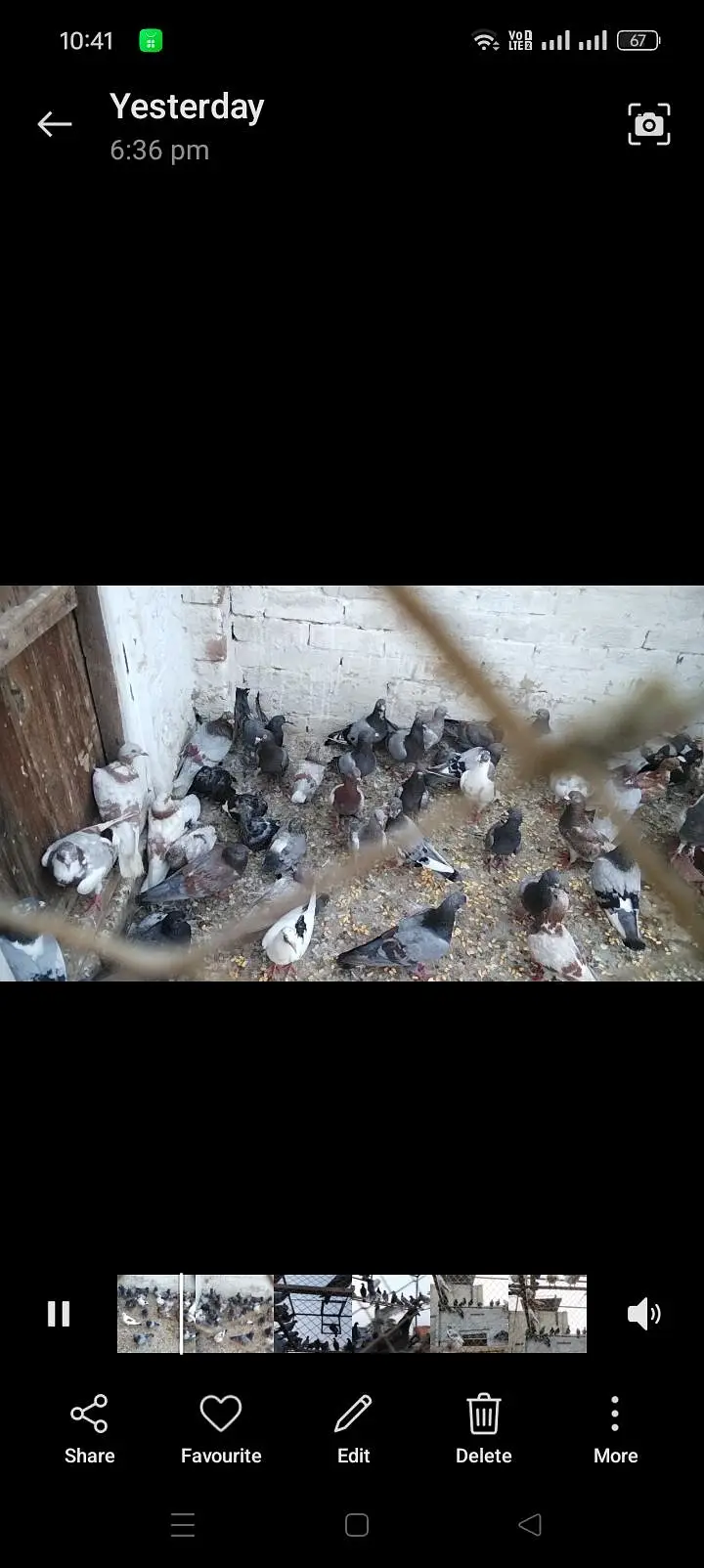 Qasid pigeon for sale 25pairs — photo 2