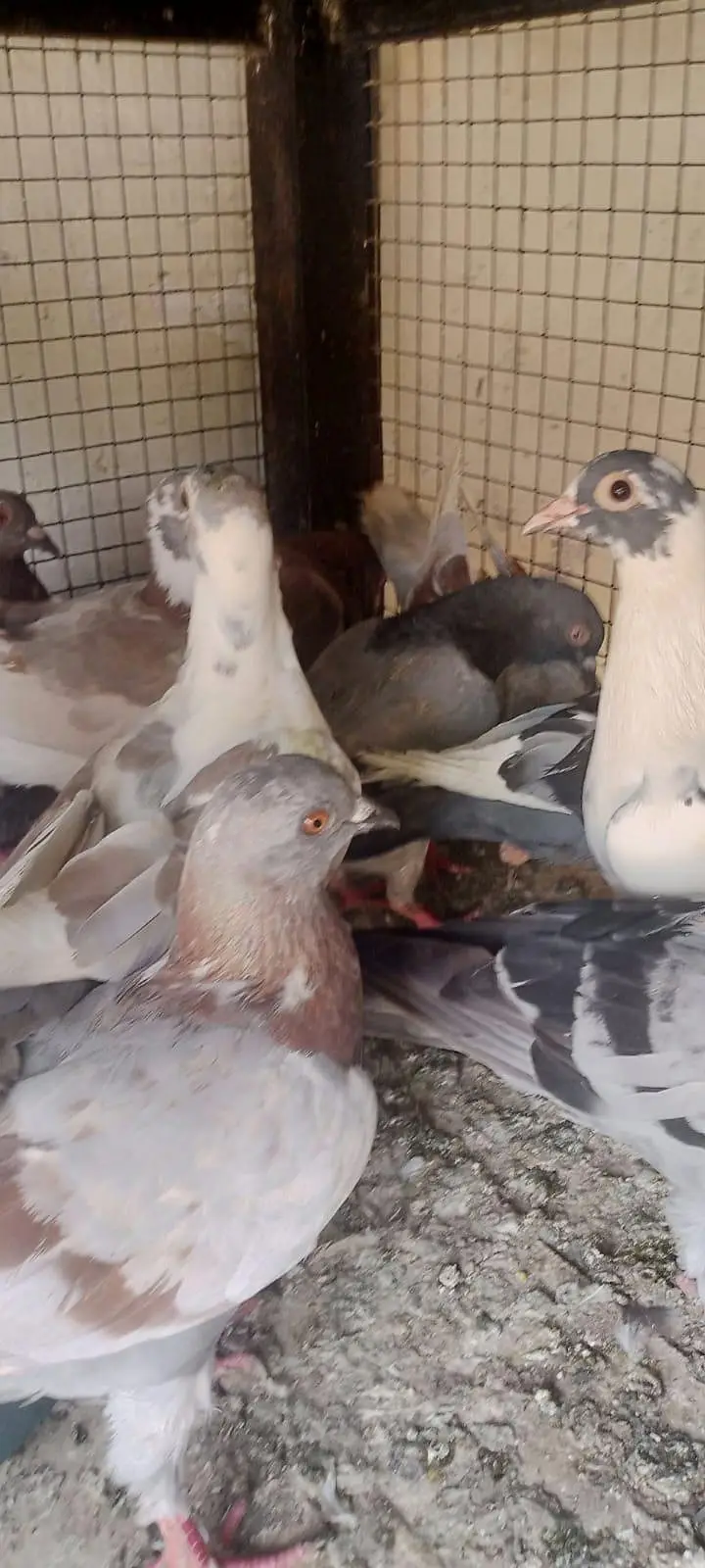 Qasid pigeon for sale 25pairs — photo 3