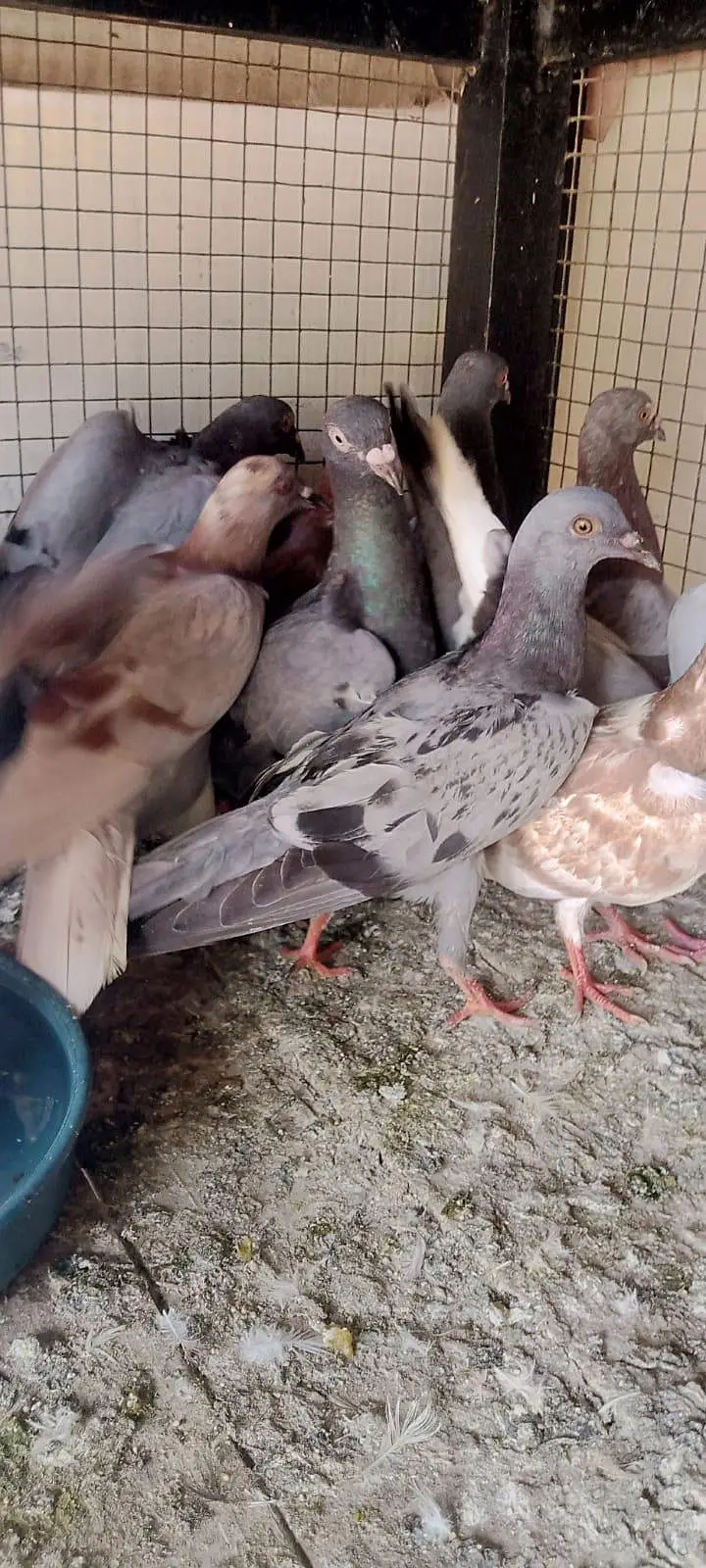 Qasid pigeon for sale 25pairs — photo 4