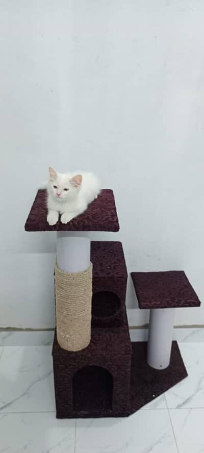 Persian Cat