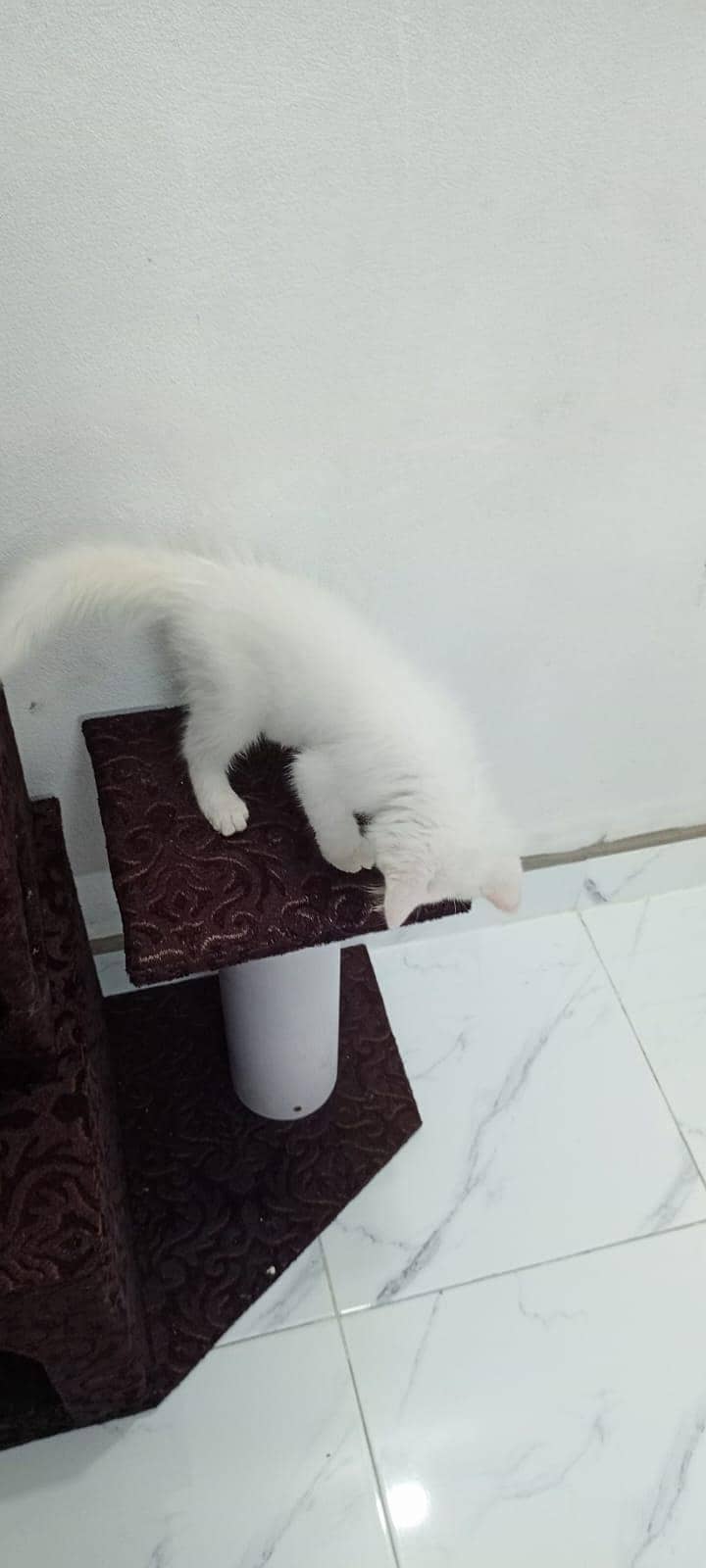 Persian Cat 2