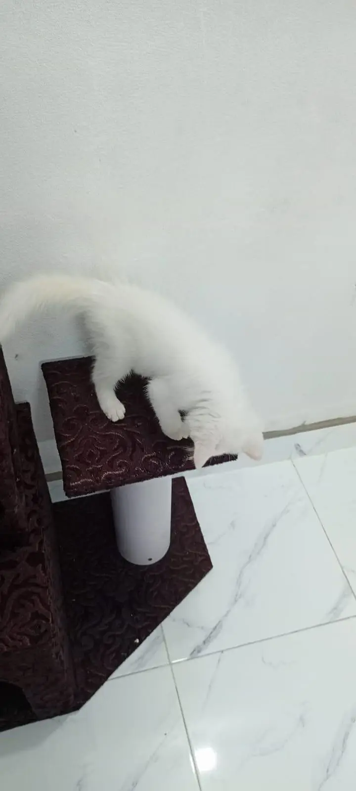 Persian Cat — photo 3