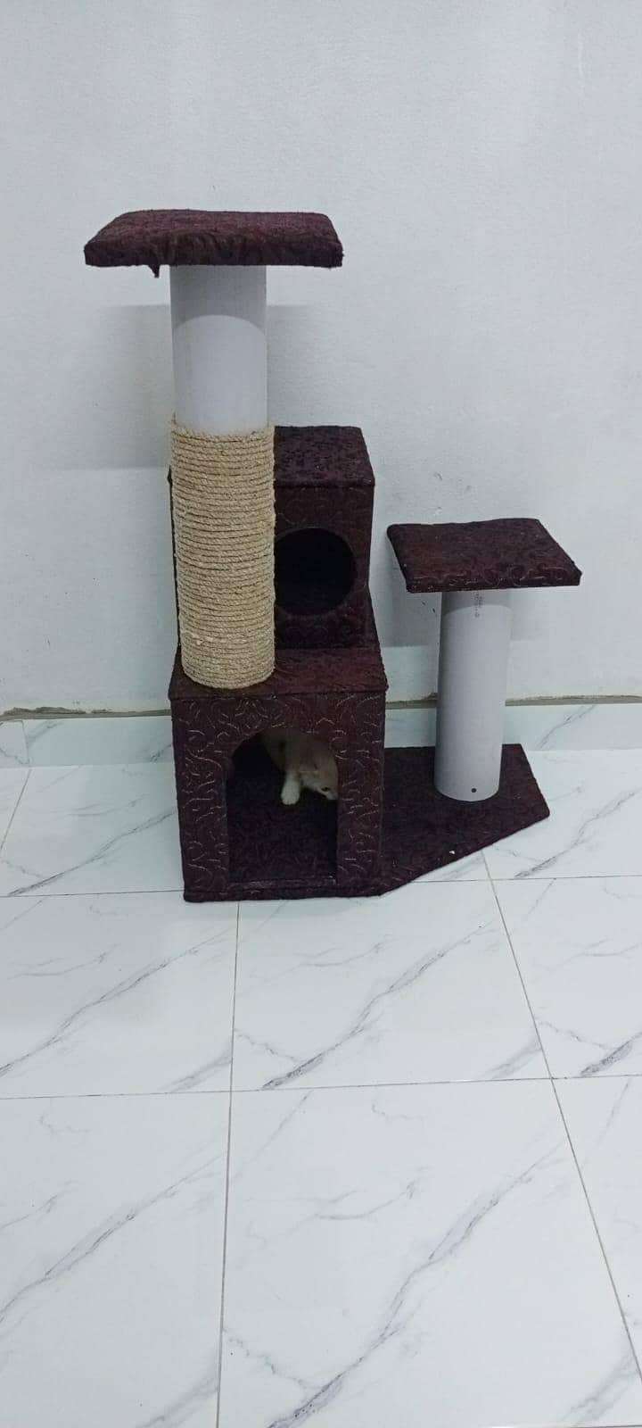 Persian Cat 3