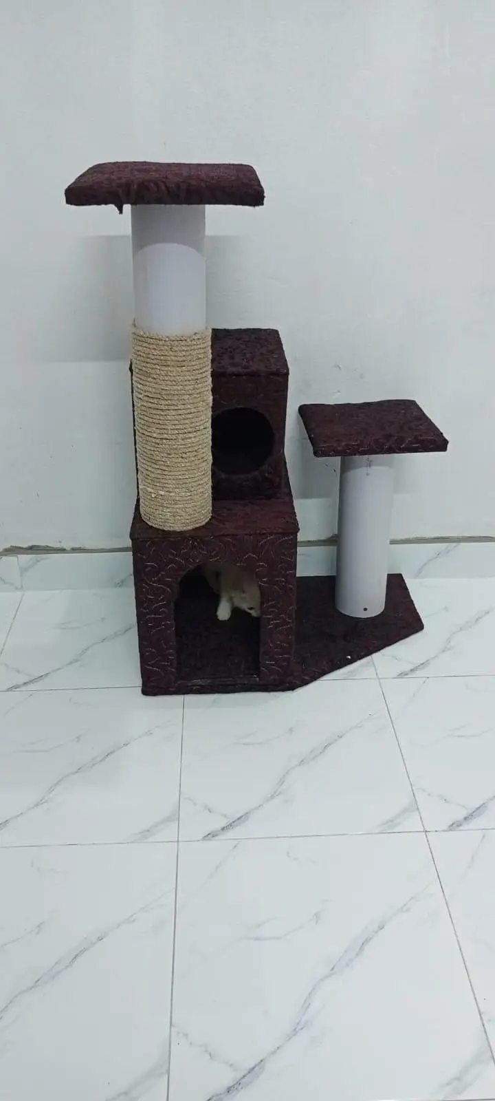 Persian Cat — photo 4