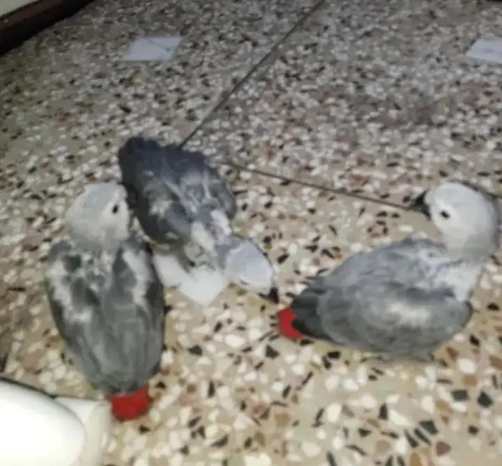African grey parrots for sale 03714361525 — photo 2