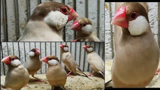 Fawn java Finch
