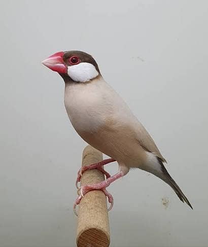 Fawn java Finch 1