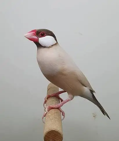 Fawn java Finch — photo 2