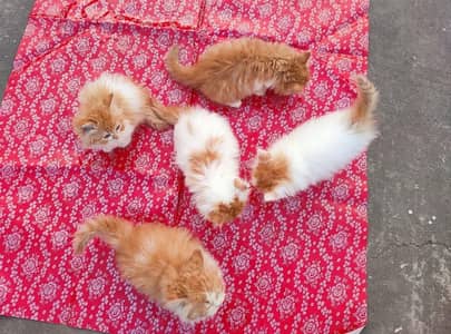 Persian kitten
