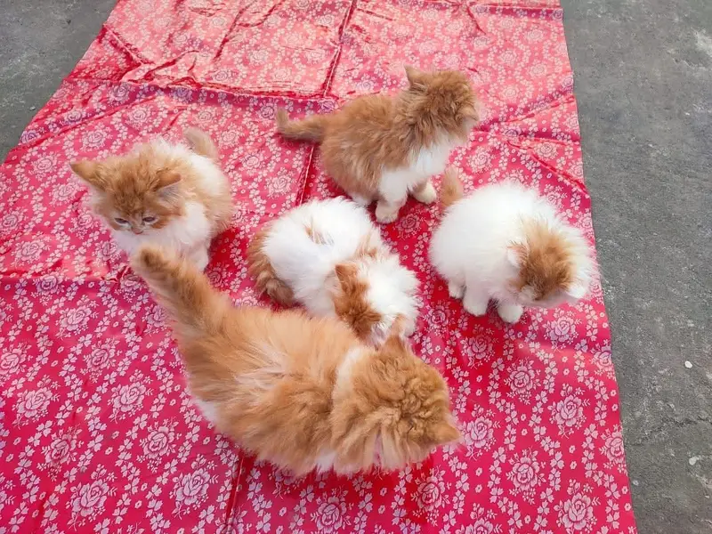 Persian kitten — photo 2