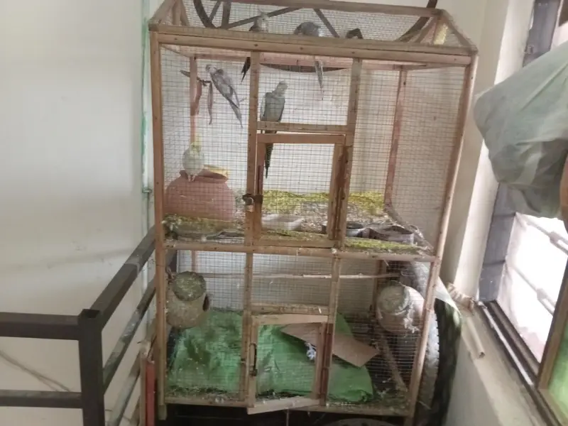 Large size Cage — photo 2