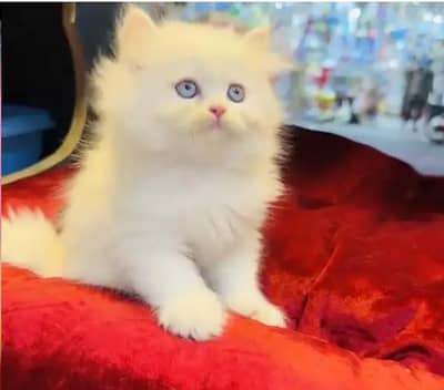 (Persian female kitten) (for sale all) (Pakistan delivery available)