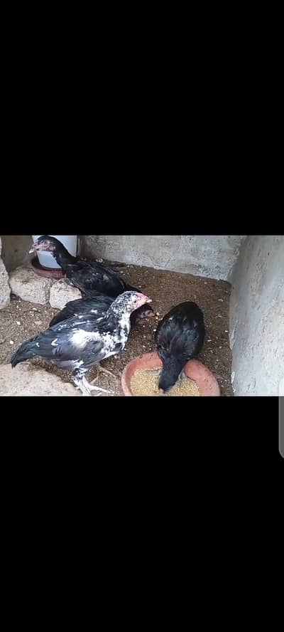 Aseel madi mianwali breed