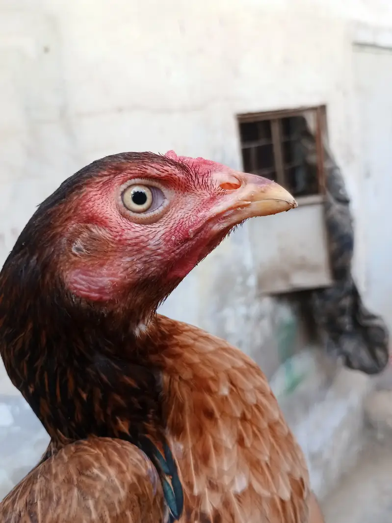 Aseel madi mianwali breed — photo 2