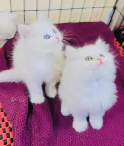 (Persian female kitten) (for sale all) (Pakistan delivery available)