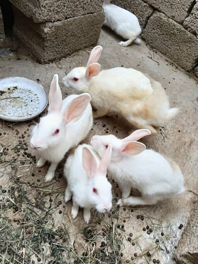 breader rabits