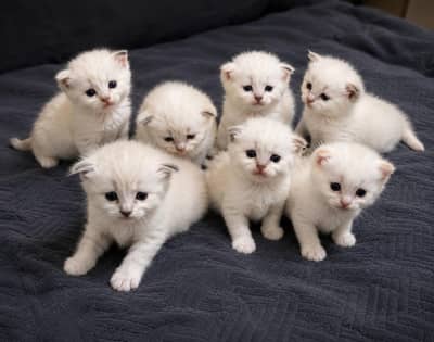 HIMALIYAN X SIAMESE KITTEN LITTER.