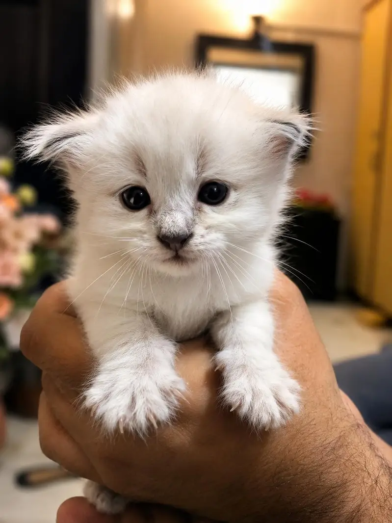HIMALIYAN X SIAMESE KITTEN LITTER. — photo 2
