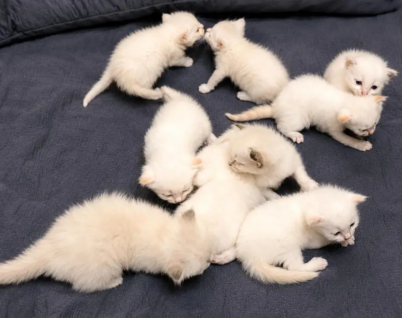 HIMALIYAN X SIAMESE KITTEN LITTER. — photo 3