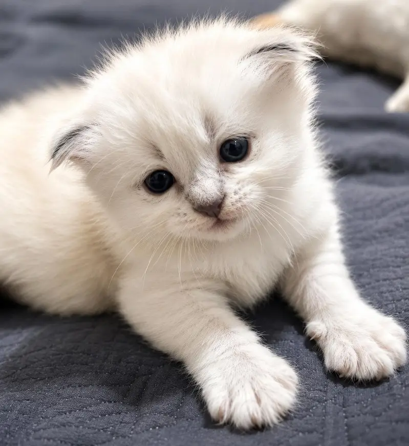 HIMALIYAN X SIAMESE KITTEN LITTER. — photo 5
