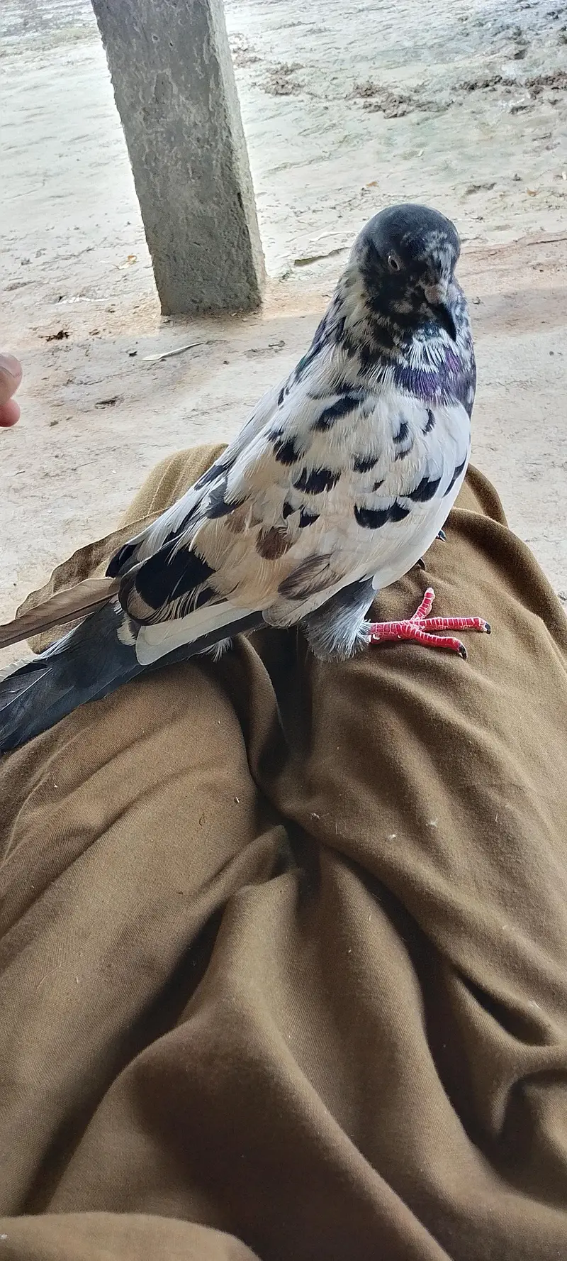 4 Hain total bahut pyara parinda hai — photo 2