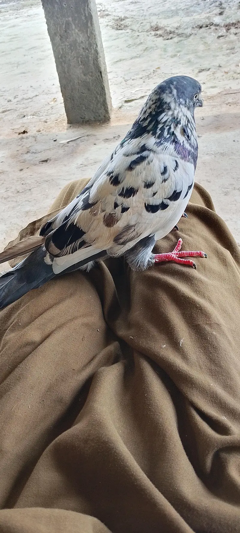 4 Hain total bahut pyara parinda hai — photo 3