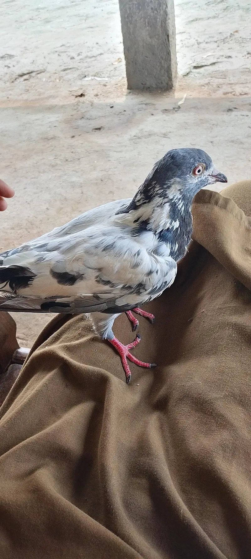 4 Hain total bahut pyara parinda hai — photo 5