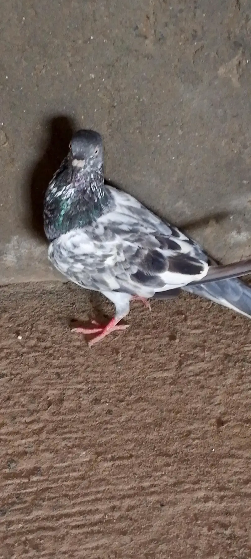 4 Hain total bahut pyara parinda hai — photo 6