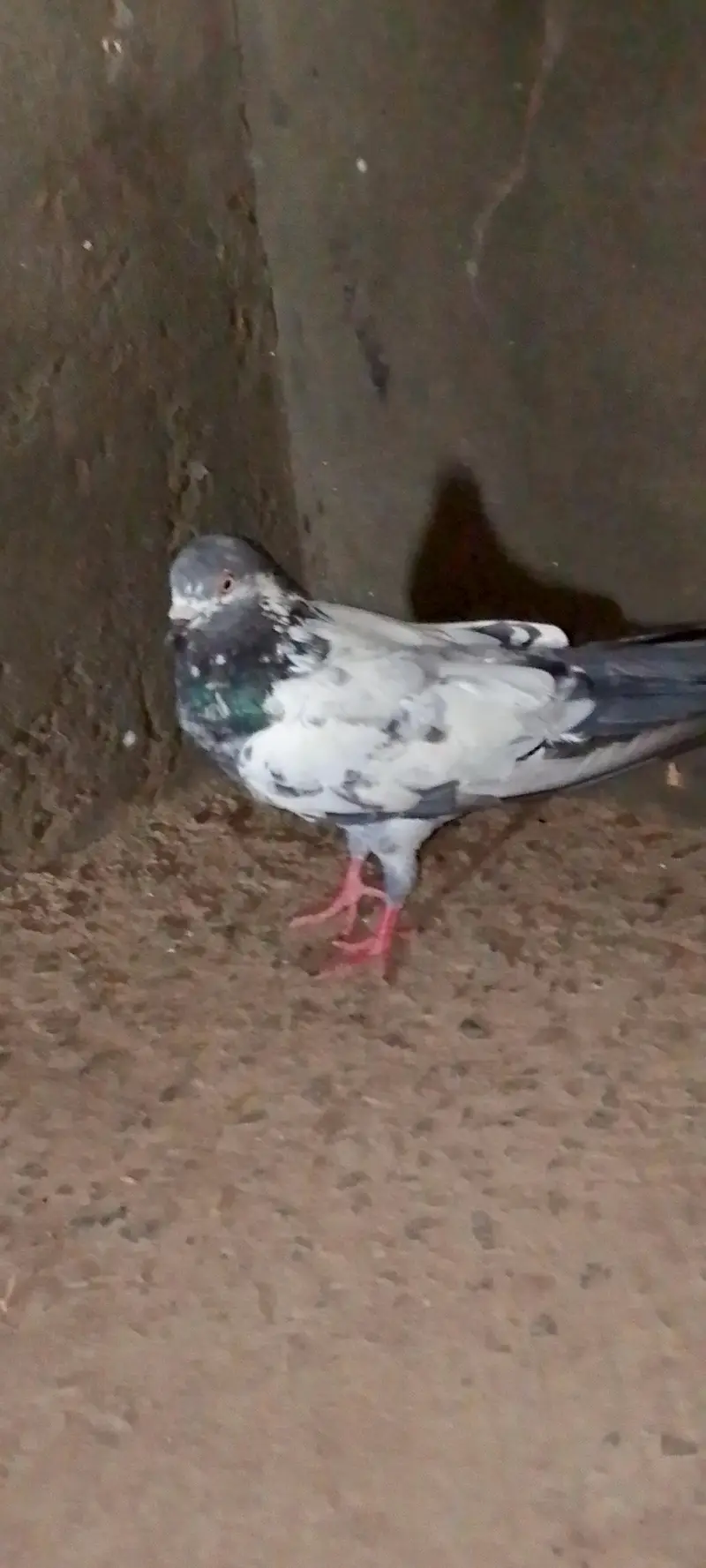 4 Hain total bahut pyara parinda hai — photo 7