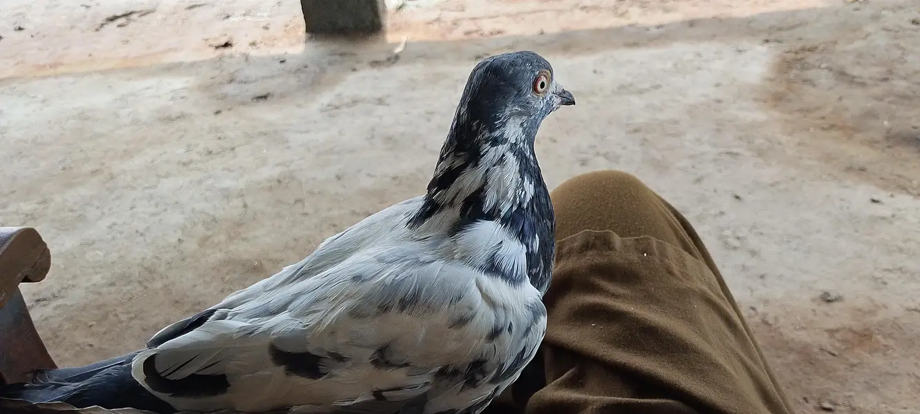 4 Hain total bahut pyara parinda hai — photo 8