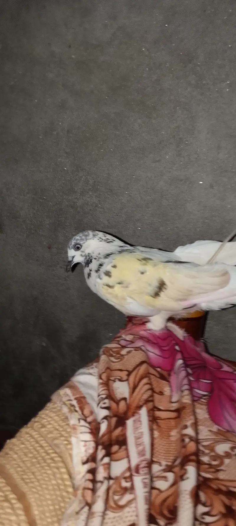 4 Hain total bahut pyara parinda hai — photo 9