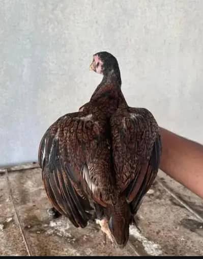 2 ASEEL PATHIAN PURE BREED
