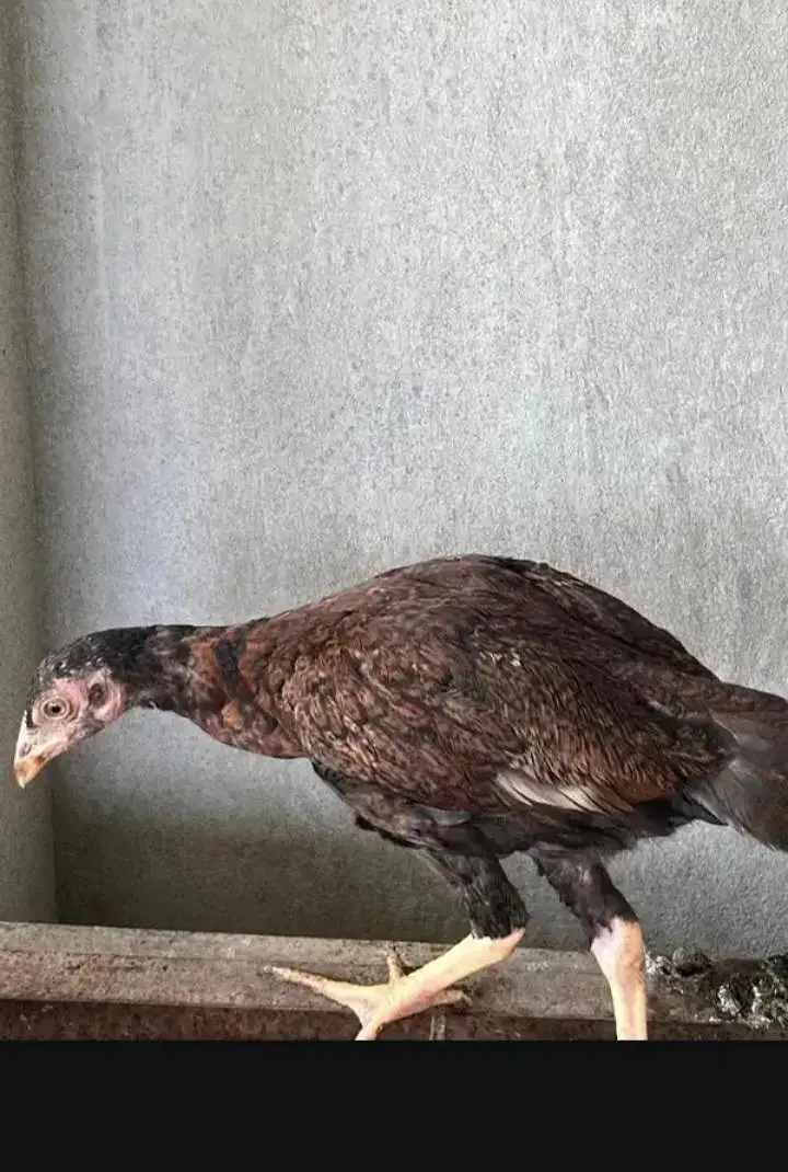 2 ASEEL PATHIAN URGENT SALE — photo 2