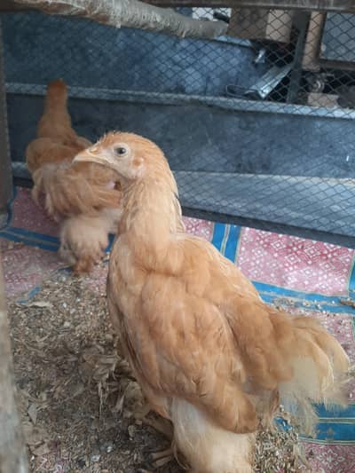 Golden buff chick's and Big cage for sale