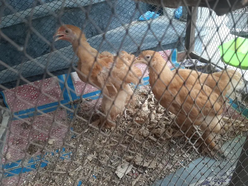 Golden buff chick's and Big cage for sale — photo 2