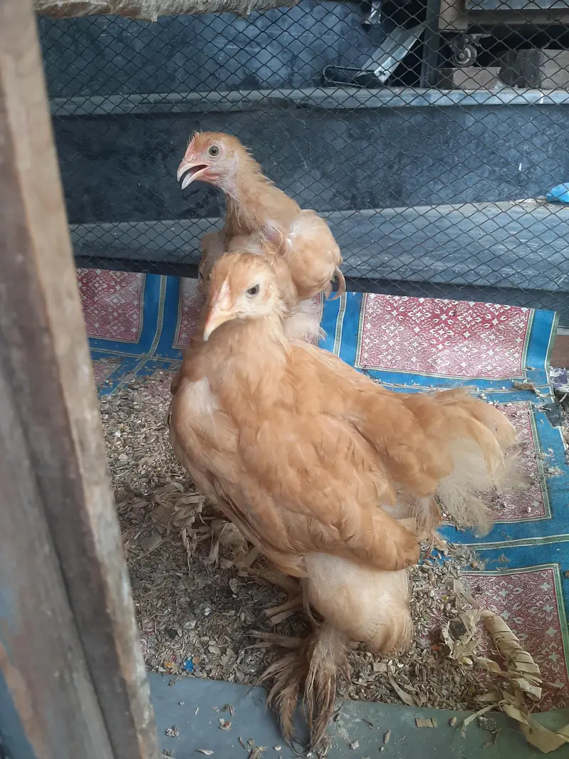 Golden buff chick's and Big cage for sale — photo 3