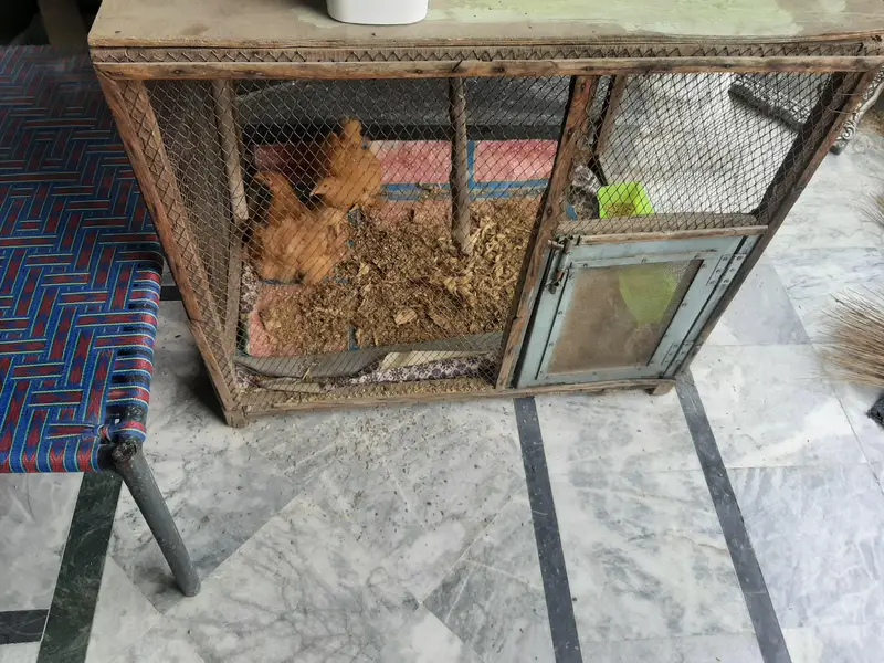 Golden buff chick's and Big cage for sale — photo 4
