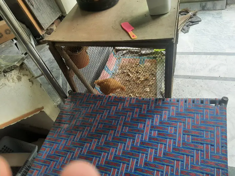 Golden buff chick's and Big cage for sale — photo 5