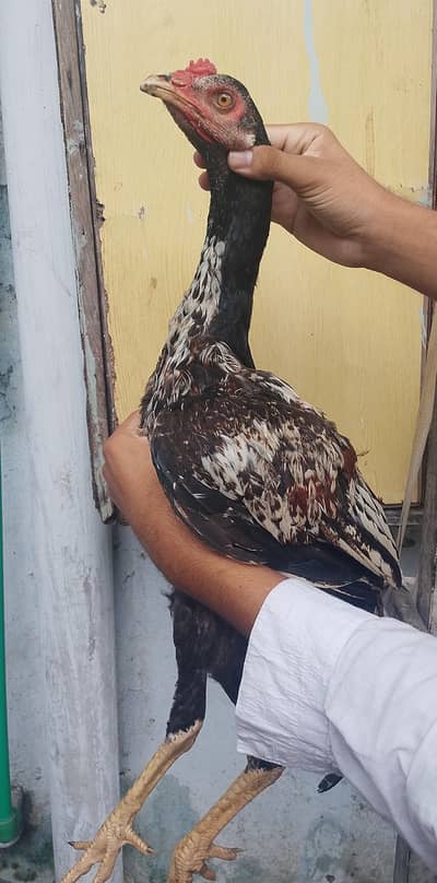 aseel patha urgent for sale long height Sindhi patha 03036068703