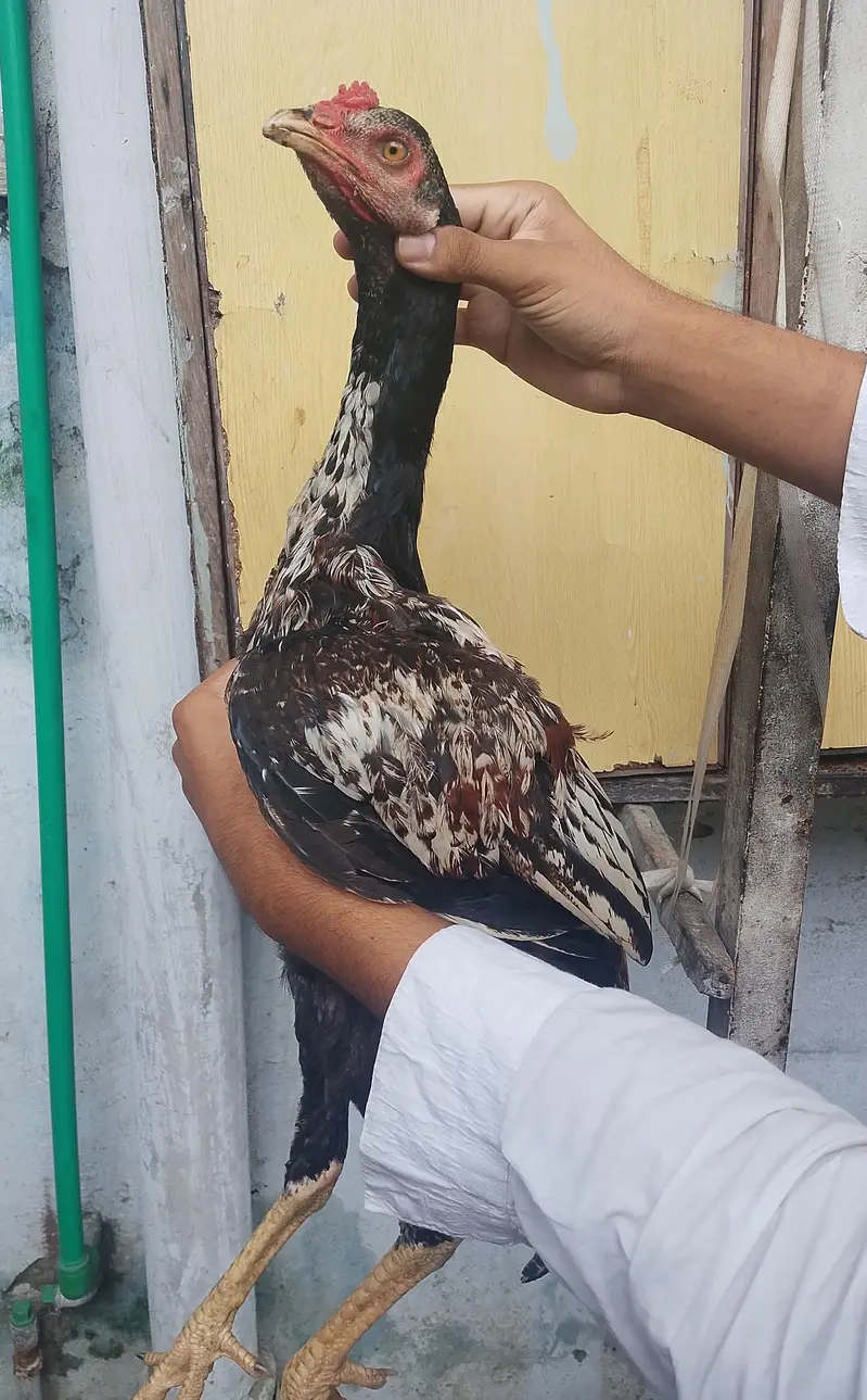 aseel patha urgent for sale long height Sindhi patha 03036068703 — photo 2