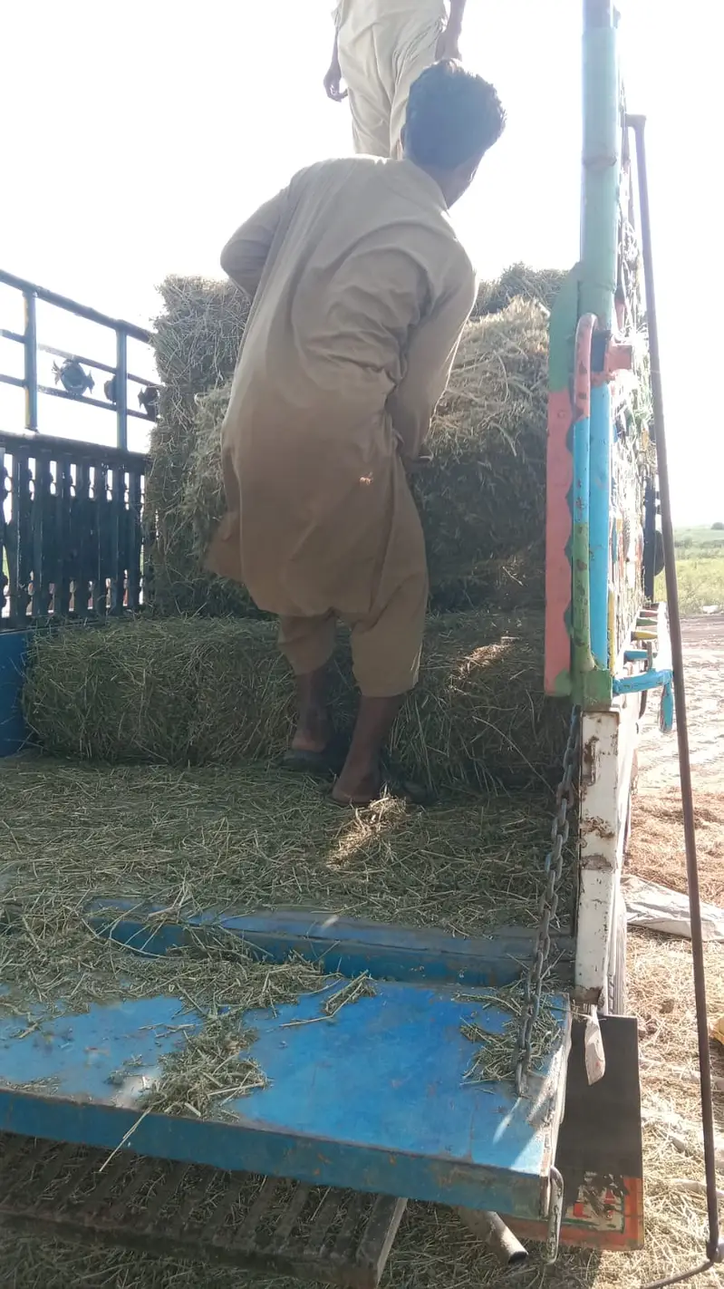 khushk loosan lucern ghass — photo 3