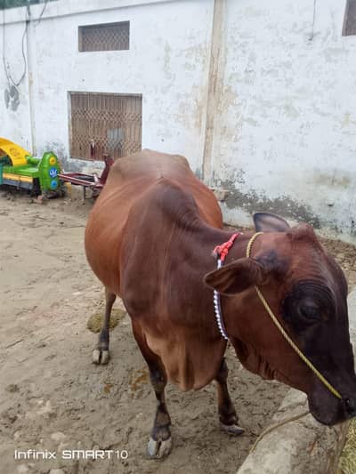 Jersy sahiwal cross  | COW | gabban gay | gaban گاۓ for sale