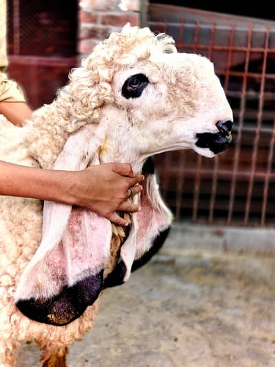 Female Kajli and Mundra kajla Cross Gota